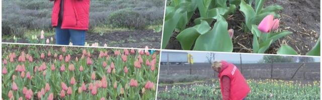 OD PETKA OTVORENO ZA POSETIOCE! Nesvakidašnje Hildino polje lala usred Vojvodine! Za vikend vašar i berba, komad - 80 dinara (VIDEO)