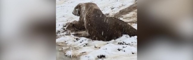 Reporter: Jääkarud tunnevad lumes hullamisest siirast rõõmu