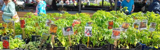 Rakvere turul käib hoogsalt taimede ja istikute müük