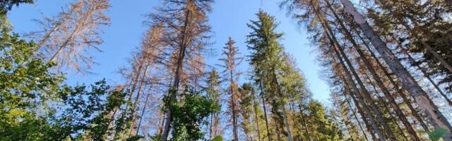 Kuuse-kooreüraski tõrje esimene etapp on käes