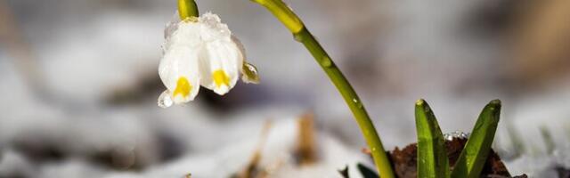 Neljapäeval tõuseb õhutemperatuur kuni 7 kraadini