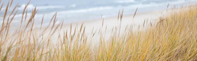 Rohelised on vastu rannaalal ehituseeluvööndi vähendamisele