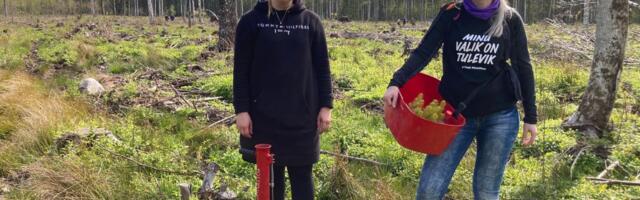 Maaülikooli töötajad istutasid Järvseljale ligi 4000 kuuske