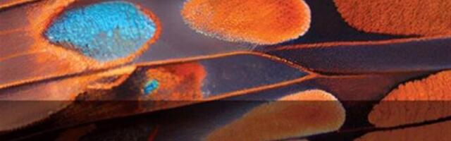 Koos kirjutatakse eelkõige pragmaatilistel põhjustel