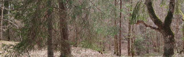 Metsa majandamine ja kaitse