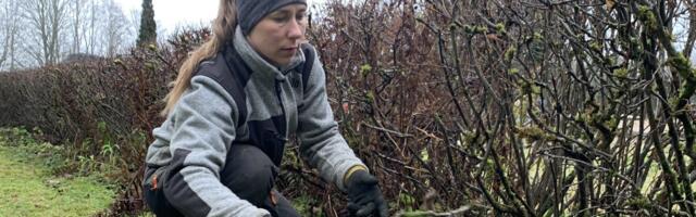 5 aiatööd mida tasub teha talvel