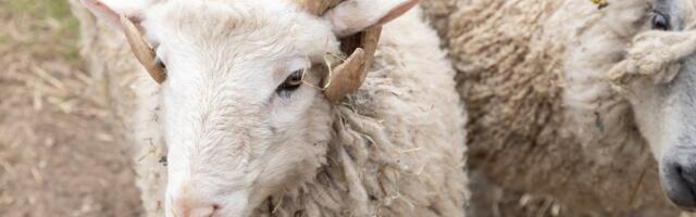 Siseministeerium hoiatas islami kogukonda loomade ebaseadusliku tapmise eest