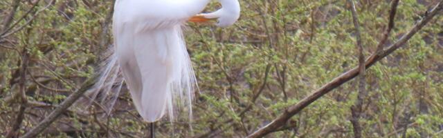 Riina MÄRKMIK: Valged laigud puus