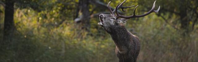 Milliseid loomi kütiti möödunud aastal kõige rohkem? Avaldati 2025/2026 jahiaasta küttimisandmed