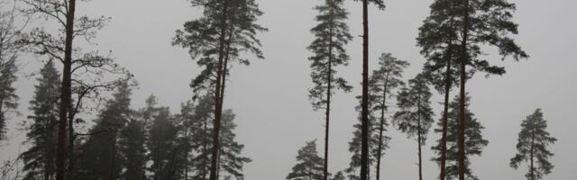 Keskkonnaagentuur: metsastatistika on usaldusväärne