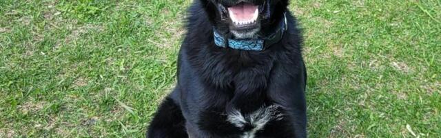 Selle nädala staar on Roberto Võru varjupaigast