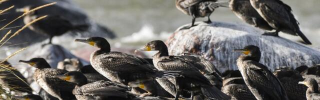 KORMORAN JA KÄGU: miks läheb aasta linnu tiitel ainult skandaalsetele nokalistele?