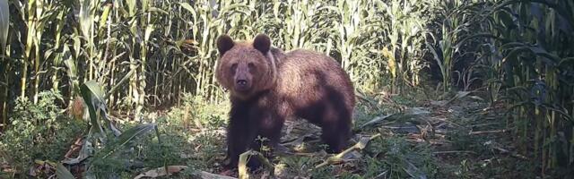 VIDEO | Järva vallas maisipõllul uudistanud karu pistis kaamerat nähes plehku