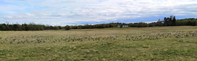 Ornitoloogiaühing tahab Hiiumaa hoonetele vähem klaasi