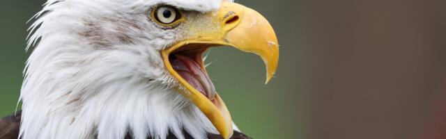 USA PÄEVIK | Eva Gutmann: USA araablased pooldavad üha enam Trumpi, kes aga lubas päästa Iisraeli. Mängu sekkuvad ka viited Hitlerile