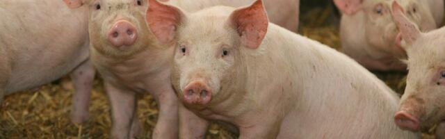 Tuhandete sigade hukkamine: Eesti kaalub drastilisi lahendusi