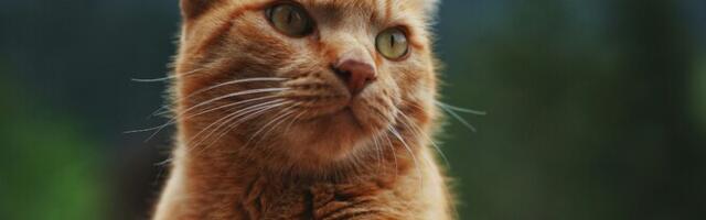 Kasside kiibistamist nõudev eelnõu liigub peagi valitsusse