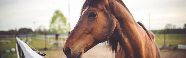 Šokeeriv juhtum Rootsis: hobusejuht vägistas hobuseid ja koeri