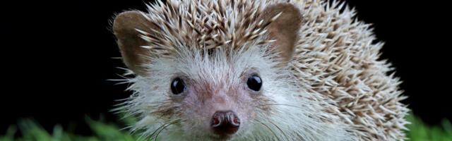 2026. aasta loomaks valiti siil