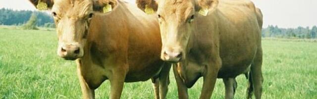 PTA: Alustame Viljandi valla veiste juhtumi osas asjaolude väljaselgitamist