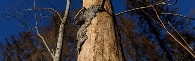 Kuuse-kooreüraski teine põlvkond on tulekul