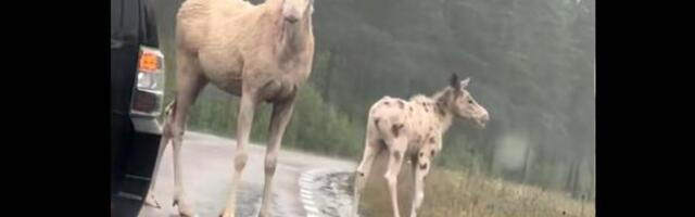 VIDEO | Haruldane vaatepilt: kaamera ette jäi lumivalge põdraema koos täpilise vasikaga