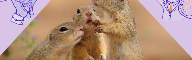 NÄDALA SUSLIKUD | Isamaa, EKRE ja Reformierakond jäid petulubadustega vahele, enim automaksu tõttu