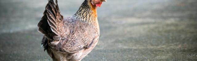 Linnugripp jõudis Eestisse