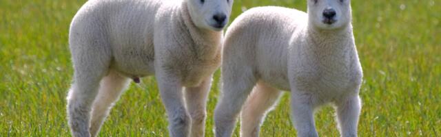 Nädalahoroskoop 30. märts – 5. aprill: täiskuu toob pinged pinnale ja muudab ühe tähemärgi nädalat