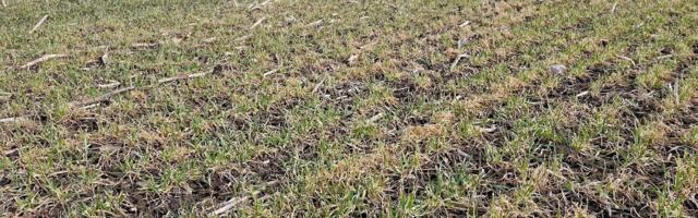 Nädal põllul: Kuidas talivili talvitus?