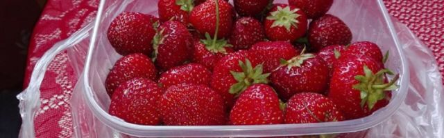 Eesti maasikas, Ukraina tööjõud ja Leedu reka