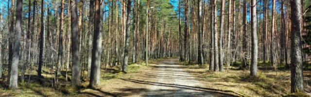 Nõmme metsades algavad suvised metsakümblused