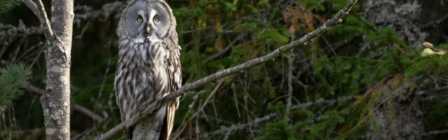 Keskkonnaamet kutsub Alutaguse rahvuspargi sünnipäevakonverentsile ja õppekäigule