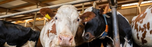 Põllumehed küsivad valitsuselt abi: piimatootjad maksavad juba viiendat kuud tootmisele peale