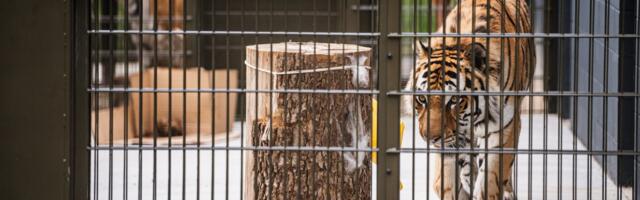 Loomaaed kutsub tähistama rahvusvahelist tiigrite päeva