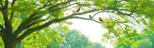 TEST: Mida sa pildil esimesena näed – puu, linnud või inimesed? Vastus paljastab su maailmanägemuse