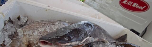 TURUKOMMENTAAR | Köögivilja ja kala saab soodsama hinnaga