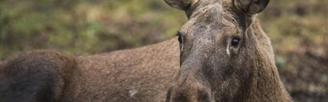 KAART | Vaata, millistel teedel hukkub enim metsloomi