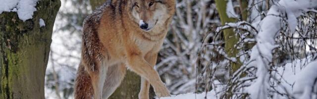 Huntide küttimismahtu suurendati 163 loomani
