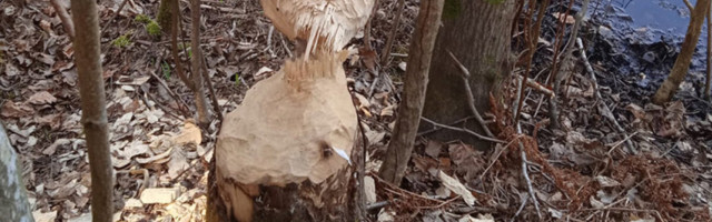 FOTOD | Koprad trügivad Pirita keskuse poole