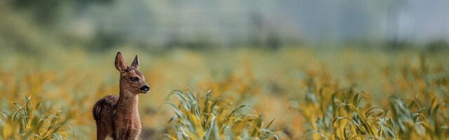 UUS AVASTUS: Hirved nakatuvad massiliselt koroonaviirusse