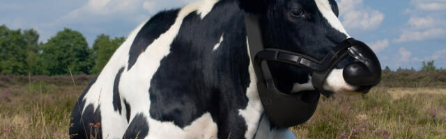 Kliimat päästvad lehmapäitsed pärjati prints Charlesi auhinnaga