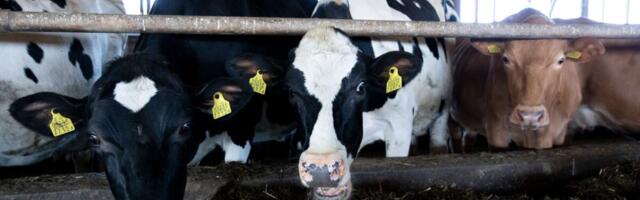 Doktoritöö: sigimisprobleemidega karjades tuleb tähelepanu pöörata tsütole