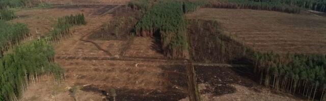 Tartu Ülikooli teadlaste mudel hoiatab vanade metsade kahanemise eest