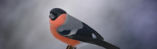 Alanud on talilinnuloenduse teine periood