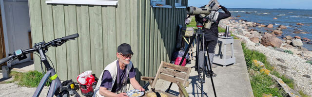 Põõsaspea neemel algas suur rändlindude loendus