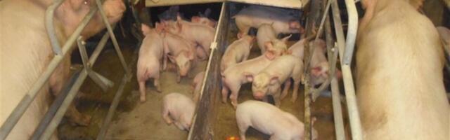 PTA kehtestas viibimiskeelu 10 seakasvatusettevõtte ümbruses