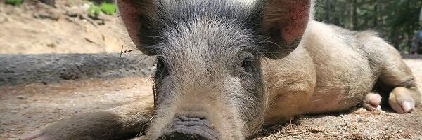 Saaremaal tuvastati metsseal sigade Aafrika katk