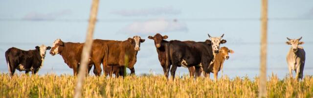 Copa-Cogeca: Mercosuri leping on põllumajandusele kahjulik