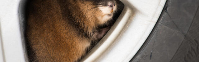 Kaitse oma autot näriliste eest: tõhusad viisid hiirte ja rottide eemale hoidmiseks